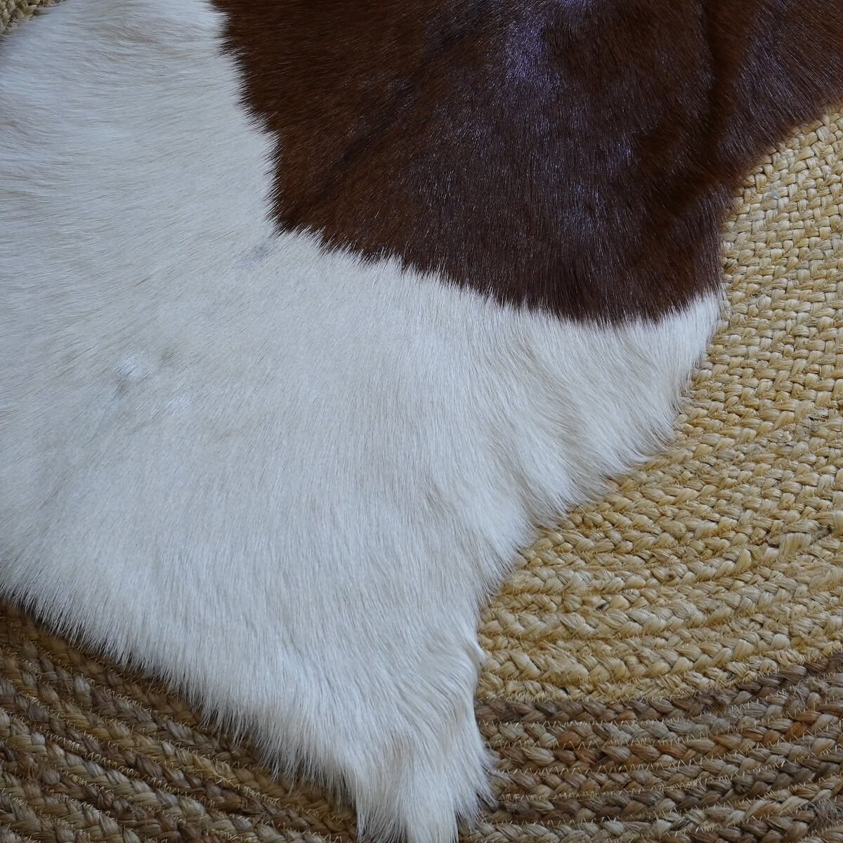 Covor din Piele de Capra, Maro cu Alb