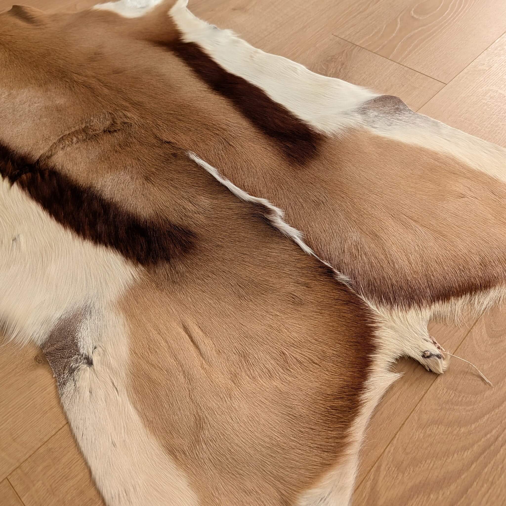 Covor din piele naturala de antilopa din Africa de Sud cu fir lung si des in detaliu