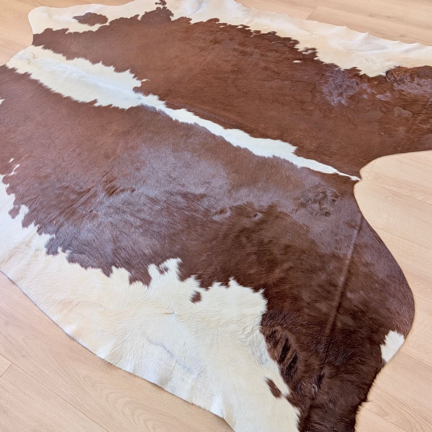 covor piele de vaca culoare maro rosiatic cu margini albe - marime mare perfect pentru living, studio sau birou - pe podea 2